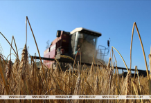 Свыше 10,7 млн тонн зерна с учетом рапса и кукурузы собрали в Беларуси Свыше 10,7 млн тонн зерна с учетом рапса и кукурузы собрали в Беларуси