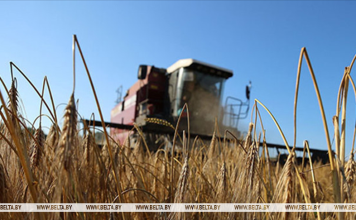 Свыше 10,7 млн тонн зерна с учетом рапса и кукурузы собрали в Беларуси Свыше 10,7 млн тонн зерна с учетом рапса и кукурузы собрали в Беларуси