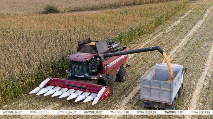 Почти 10,9 млн тонн зерна с учетом рапса и кукурузы намолотили в Беларуси