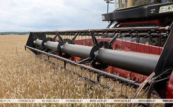 Зерновые и зернобобовые культуры с кукурузой убраны с 99% площадей Зерновые и зернобобовые культуры с кукурузой убраны с 99% площадей