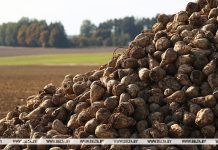 В Беларуси завершилась уборка сахарной свеклы