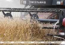 В Беларуси намолотили свыше 11 млн тонн зерна с учетом рапса и кукурузы В Беларуси намолотили свыше 11 млн тонн зерна с учетом рапса и кукурузы