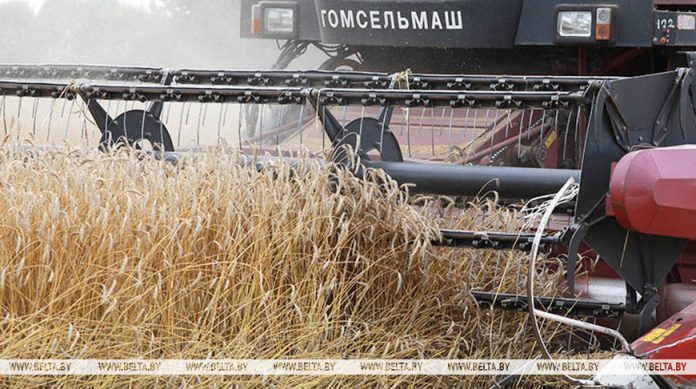 В Беларуси намолотили свыше 11 млн тонн зерна с учетом рапса и кукурузы