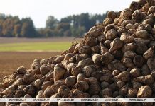 В Беларуси собрано 6 млн тонн сахарной свеклы В Беларуси собрано 6 млн тонн сахарной свеклы
