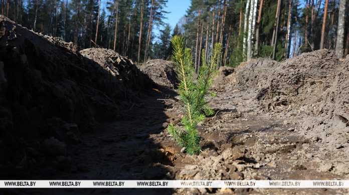 Минлесхоз: с начала года леса воспроизведены на площади более 32 тыс. га