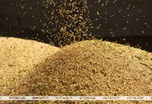 Белорусские аграрии намолотили более 10,9 млн тонн зерна с учетом рапса и кукурузы Белорусские аграрии намолотили более 10,9 млн тонн зерна с учетом рапса и кукурузы