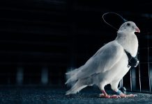 Первых в мире голубей-биодронов для мониторинга любого типа создала российская компания