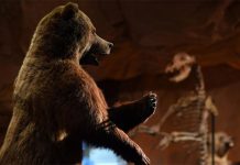 Палеонтологи установили новый вид вымершего гигантского медведя Палеонтологи нашли новый вид древнего гигантского медведя