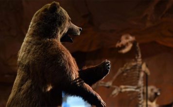 Палеонтологи установили новый вид вымершего гигантского медведя Палеонтологи нашли новый вид древнего гигантского медведя