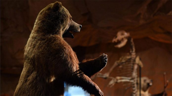 Палеонтологи нашли новый вид древнего гигантского медведя Палеонтологи нашли новый вид древнего гигантского медведя