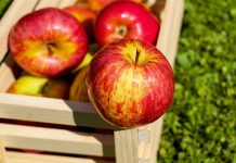 Как сохранить яблоки до весны? Назван главный секрет Как сохранить яблоки до весны? Назван главный секрет