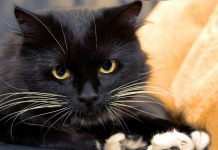 День черных кошек: мифы и правда о любимцах с черной шерстью День черных кошек: мифы и правда о любимцах с черной шерстью