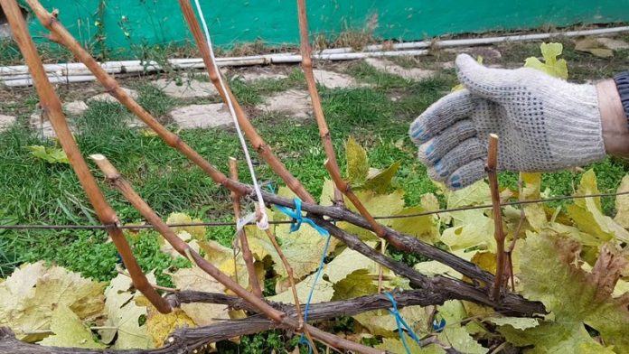 Как правильно укрывать виноград на зиму: советы для садоводов