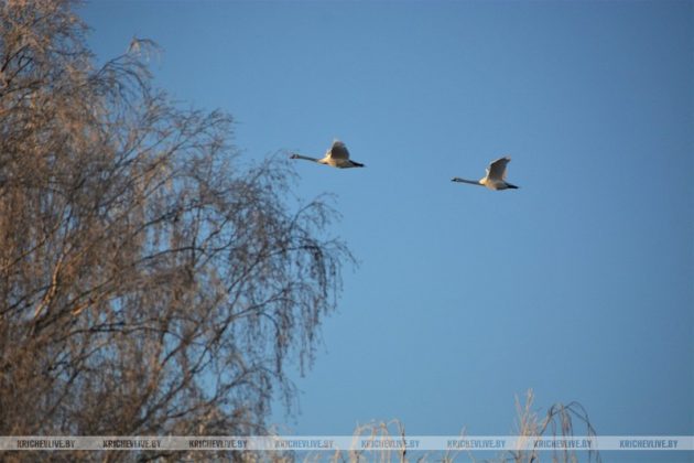 Первое дыхание зимы: чарующее утро в Кричеве