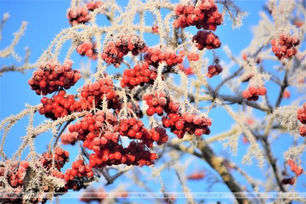 Первое дыхание зимы: чарующее утро в Кричеве