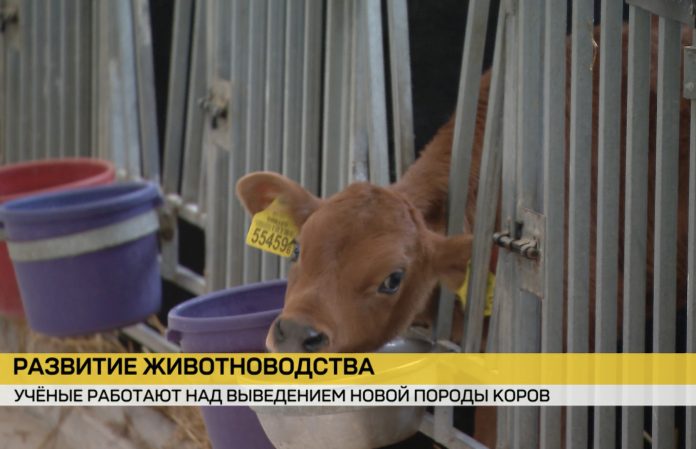 К 2030 году в Беларуси появится новая порода коров