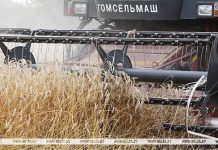 Свыше 11,1 млн т зерна с учетом рапса и кукурузы собрали в Беларуси Свыше 11,1 млн т зерна с учетом рапса и кукурузы собрали в Беларуси