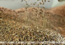 В Беларуси актуализирован порядок удешевления семян сельхозрастений