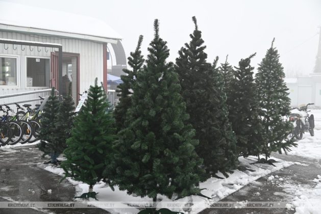 Сколько стоит елка в Кричеве: заглянули в торговые точки