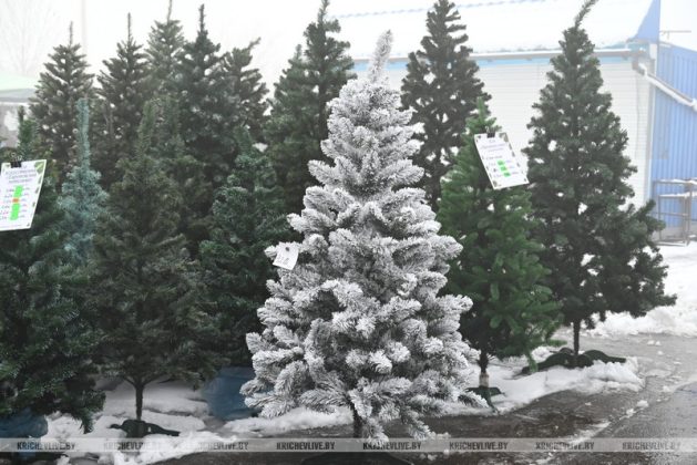 Сколько стоит елка в Кричеве: заглянули в торговые точки