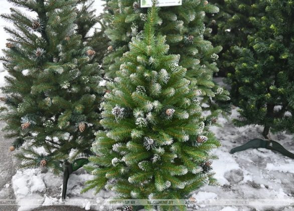 Сколько стоит елка в Кричеве: заглянули в торговые точки