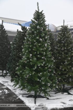 Сколько стоит елка в Кричеве: заглянули в торговые точки