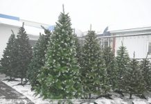 Сколько стоит елка в Кричеве: заглянули в торговые точки Сколько стоит елка в Кричеве: заглянули в торговые точки