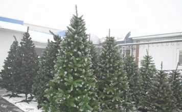 Сколько стоит елка в Кричеве: заглянули в торговые точки Сколько стоит елка в Кричеве: заглянули в торговые точки