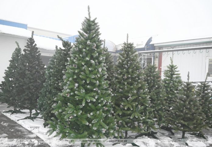 Сколько стоит елка в Кричеве: заглянули в торговые точки Сколько стоит елка в Кричеве: заглянули в торговые точки