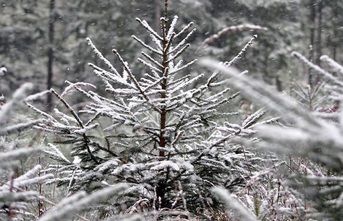 Гослеснадзор переходит на усиленную службу с 15 декабря Гослеснадзор переходит на усиленную службу с 15 декабря