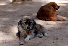 В Индии бродячие собаки спасли брошенного младенца