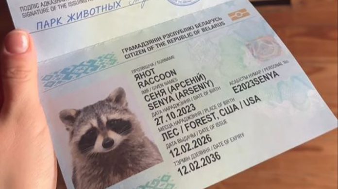 "Американский пассажир" енот Сеня получил белорусский паспорт
