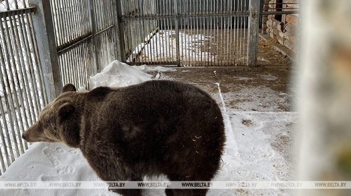 В Могилевском зоосаде проснулся медведь: горожане считают это признаком скорого тепла