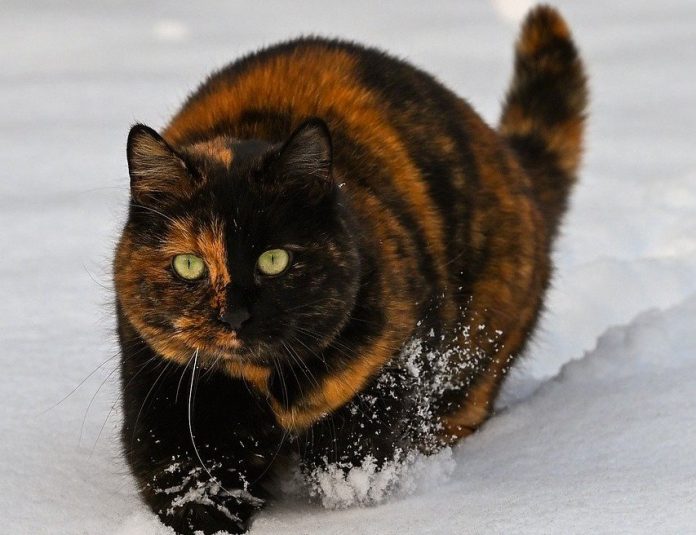 Почему нельзя прятать уличных животных в подвалах, рассказали в МЖКХ