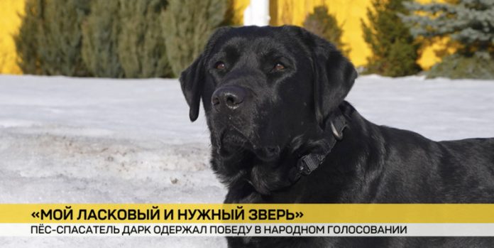 Белорусский пес-спасатель стал победителем народного голосования Международной премии