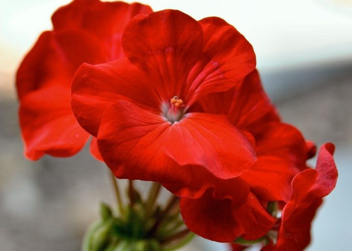 jamesdemers-geranium-53446
