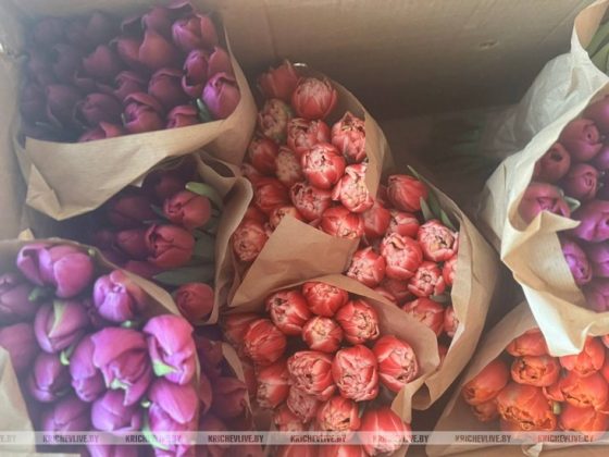 Узнали цены на цветы к 8 Марта в Кричеве