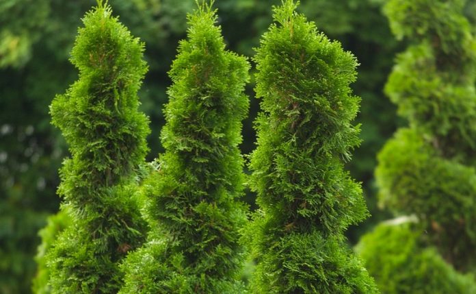 Уход за туями весной: борьба с желтизной и подкормка