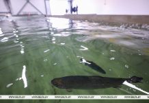 Лукашенко предложили расширить производство ценных пород рыб