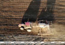 Сахарная свекла в Беларуси посеяна на 95% площадей Сахарная свекла в Беларуси посеяна на 95% площадей