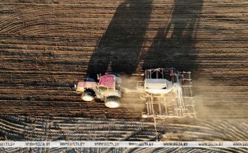 Сахарная свекла в Беларуси посеяна на 95% площадей Сахарная свекла в Беларуси посеяна на 95% площадей