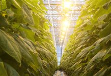 В Беларуси разрабатывают светодиодные светильники, которые позволят извлечь больше антиоксидантов из растений