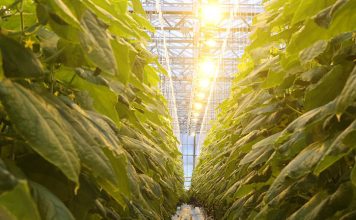 В Беларуси разрабатывают светодиодные светильники, которые позволят извлечь больше антиоксидантов из растений Кричев | Новости Кричева и Кричевского района