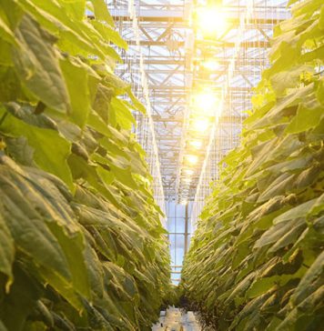 В Беларуси разрабатывают светодиодные светильники, которые позволят извлечь больше антиоксидантов из растений Кричев | Новости Кричева и Кричевского района