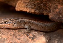 В Австралии обнаружены особи одного из самых редких видов рептилий