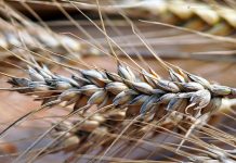 Археологи обнаружили в Грузии зерна возможного прародителя культурной пшеницы