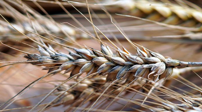 Археологи обнаружили в Грузии зерна возможного прародителя культурной пшеницы Кричев | Новости Кричева и Кричевского района