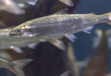 «Кокаиновые лососи» сходят с ума: ученые шокированы влиянием наркотиков в сточных водах на рыб