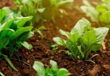 Какие овощи можно первыми посеять весной Кричев | Новости Кричева и Кричевского района