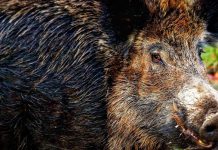 Польская пенсионерка врукопашную отбилась от напавшего на нее дикого кабана